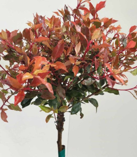 Photinia fraseri 'Chico' na kmeni 100cm